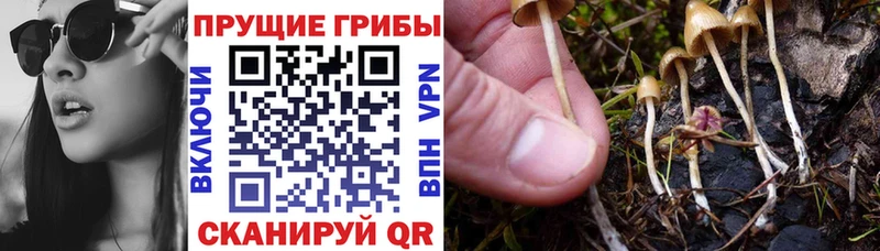 Псилоцибиновые грибы мицелий  Тогучин 